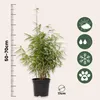 A potted bamboo plant with informational icons and a ruler. Produktbild-Vorschau