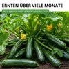 Zucchini Black Beauty Samen - Cucurbita pepo - Produktbild-Vorschau 6