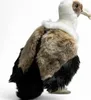 Carl Dick Vautour env. 27cm Peluche, animal en peluche, Voir les images du produit 5