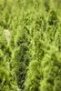 Thuja occidentalis 'Smaragd', Lebensbaum, immergrün, 60–80 Produktbild-Vorschau 8