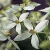 GreenboutiQ - Kletterpflanze - Clematis armandii - Blüte Produktbild-Vorschau 4