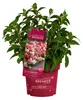 Dehner Bodendecker-Rispenhortensie Groundbreaker® Ruby™, Produktbild-Vorschau 3
