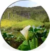MuchoWow® Aluminium Wandkreis Azoren - Natur - Lilie Ø 30 Produktbild-Vorschau 1