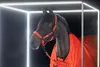 Eskadron Halfter SPARKLE DOUBLE PIN poppy red rot DYNAMIC Produktbild-Vorschau 2