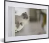 MuchoWow® MuchoWow® Gerahmtes Poster Katze - Tier - Produktbild-Vorschau 1
