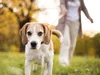 halter für Hundekotbeutel mit Taschenlampe, blau Produktbild-Vorschau 7