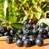 Aronia Viking 2L Anteprima dell’immagine prodotto 1