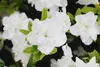 Rhododendron obtusum 'Schneeperle', weiß, 15–20 cm Produktbild-Vorschau 2