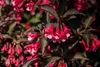 Weigelie Victoria 40-60 cm, im Topf - Weigela florida Produktbild-Vorschau 9