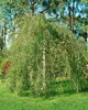 Betula pendula 'Youngii', Hängebirke, 40–60 cm Produktbild-Vorschau 7