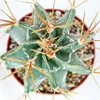 Astrophytum ornatum – biskupská čepice – květináč 8,5 cm Náhled obrázku produktu 3