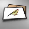 Gerahmtes Poster - Schwarzer Rahmen - Stieglitz Vogel Produktbild-Vorschau 3