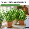 Basilikum Genoveser Samen - Ocimum basilicum - Produktbild-Vorschau 5