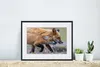 MuchoWow® MuchoWow® Gerahmtes Poster Rotfuchs mit Jungtier Produktbild-Vorschau 6