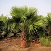Washingtonia Filibusta - 10 ks semen - Mrazuvzdorná do -10 Náhled obrázku produktu 4