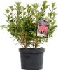 Azalee Rot - Azalée Knaphill  | 40-50 cm en pot Voir les images du produit 2