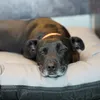 4L Textil ELLA Hundebett Leder Optik Hundekissen Kunstleder Produktbild-Vorschau 8