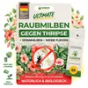 Turbo Raubmilben Swirskii gegen Thripse, Weiße Fliegen & Produktbild-Vorschau 1