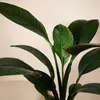 1x Spathiphyllum Sensation P24 H120 Produktbild-Vorschau 3