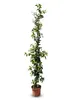 A potted climbing plant with white flowers against a white background. Podgląd zdjęcia produktu