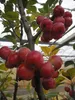 Malus Red Sentinel - Zierapfel Red Sentinel - 120 Produktbild-Vorschau 2