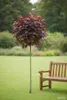 Acer Crimson "Sentry"- Rotblättriger Ahorn, Blutahorn,  Produktbild-Vorschau 2