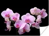 MuchoWow® Poster Orchidee - Blumen - Rosa - Flora 120x90 cm Produktbild-Vorschau 1