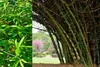 SAFLAX - Velký trnitý bambus - Dendrocalamus arundinacea - Náhled obrázku produktu 4