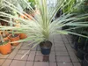 Keulenlilie Dazzler 80-100 cm - Cordyline Torbay Dazzler - Produktbild-Vorschau 3