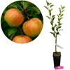 A potted apple tree sapling with a close-up inset of ripe apples. Podgląd zdjęcia produktu