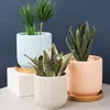 Three potted plants with ribbed ceramic pots in different colors, arranged on a white block and a gray surface against a dark blue background. Produktbild-Vorschau