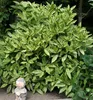 Japanische Aukube ´VARIEGATA´ 15-20 cm, Cont. 2,5 l Produktbild-Vorschau 5