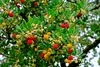 Set de 4 fraisiers - Arbutus unedo 'Cobra' - Hauteur 35cm - Voir les images du produit 2
