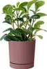 A potted plant with green leaves in a pink pot. Náhled obrázku produktu