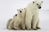 3 D Ansichtskarte Eisbären, Eisbär Raubtier Postkarte Produktbild-Vorschau 1