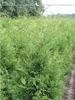 Lebensbaum Thuja Brabant 140-160 cm, 8x Heckenpflanze Produktbild-Vorschau 4