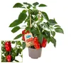 Paprika-Pflanze mit roten Früchten - für Balkon und Garten Produktbild-Vorschau 1