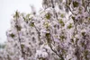 Prunus serrulata 'Amanogawa', Japanische Säulenkirsche, Produktbild-Vorschau 7