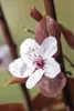 Prunus cerasifera 'Nigra', Blutpflaume, dunkelrot, 100–125 Produktbild-Vorschau 4