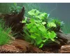 Vodní rostlina In-Vitro Plavín hydrophylla 'Taiwan' – Náhled obrázku produktu 3