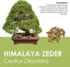 Einzigartige Bonsai Samen mit hoher Keimrate - Pflanzen Produktbild-Vorschau 2