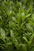 Prunus laurocerasus 'Herbergii', Kirschlorbeer, immergrün, Produktbild-Vorschau 1