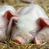 Wandkalender 2027 Schweinchen / Piggies 30x30 cm mit Extra Produktbild-Vorschau 4