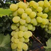 Weinrebe Regina 2L Topf Sommerreife Dessertrebsorte für Produktbild-Vorschau 1