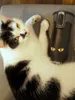 ContiGo! West Loop 2.0 kubek termiczny premium 470ml „Cat Podgląd zdjęcia produktu 3