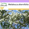 SAFLAX - Austrálsky čajovník - Melaleuca alternifolia - 400 Náhľad obrázku produktu 5