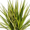 Dracaena Marginata Sunray Drachenbaum Ø17cm 60-80cm Produktbild-Vorschau 3