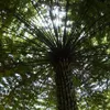 Stromová kapradina (Cyathea australis)  – 1 porce spor Náhled obrázku produktu 1
