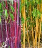 BALDUR Garten 2er Bambus-Raritäten Kollektion, Pflanzen im Produktbild-Vorschau 1