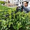 Bosch Akku-Heckenschere AHS 50-20 LI zweischneidig, Produktbild-Vorschau 3